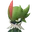 フェザーロ