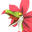 フラペック